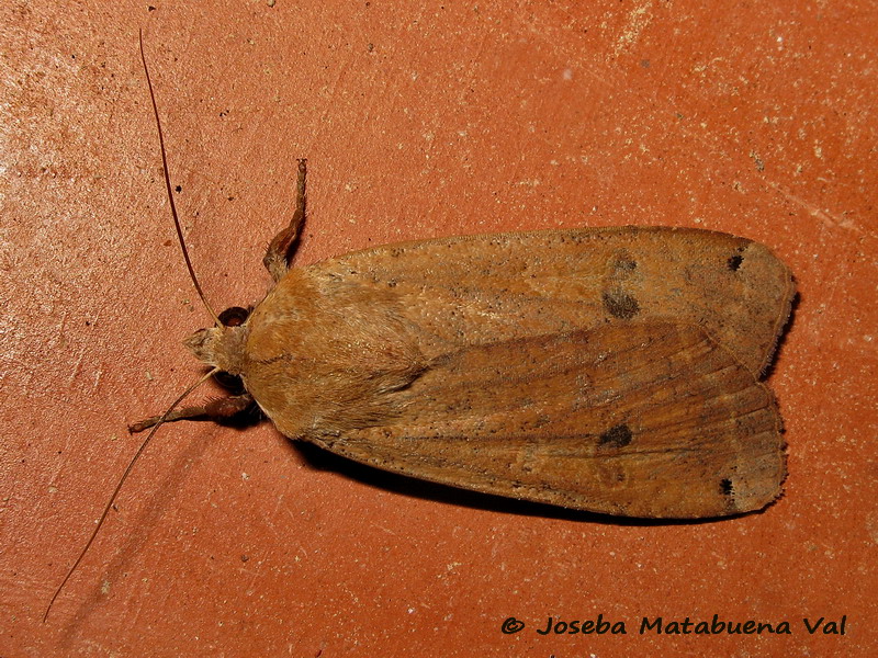 Noctuidae di questa fine settimana